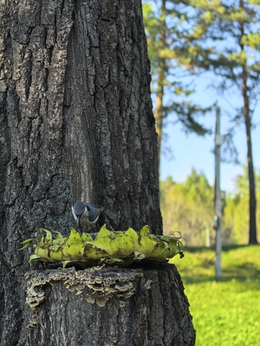 Eurasian Nuthatch