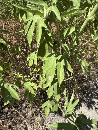 giant ragweed