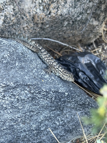 iNaturalist observation photo of Spiny Lizards