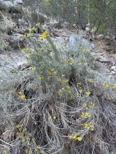 iNaturalist observation photo of Rubber Rabbitbrush