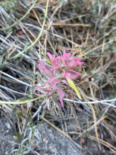iNaturalist observation photo of Wyoming Paintbrush