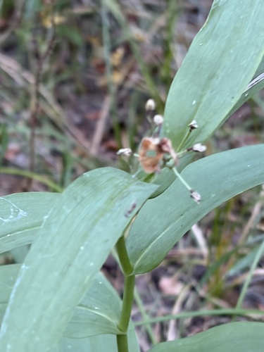 iNaturalist observation photo of star-flowered lily-of-the-valley