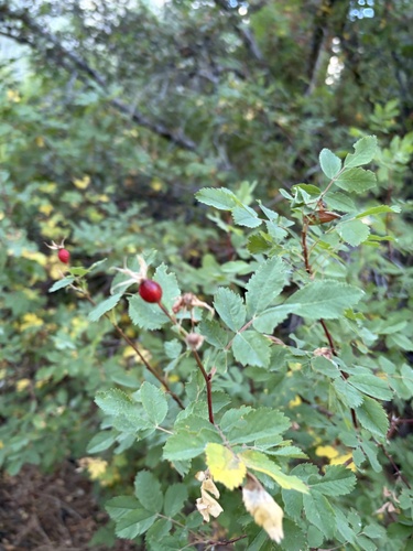 iNaturalist observation photo of Woods' rose