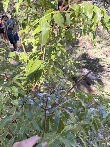 iNaturalist observation photo of blue elder