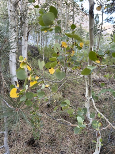 iNaturalist observation photo of quaking aspen
