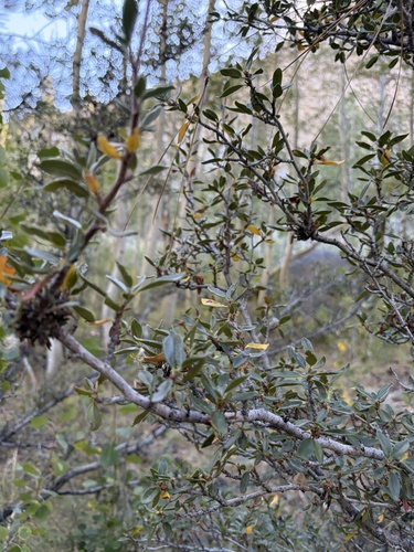 iNaturalist observation photo of Curlleaf Mountain Mahogany