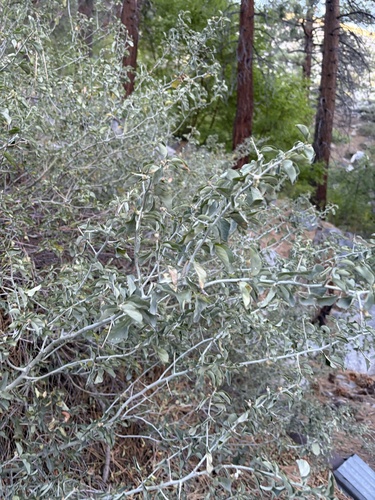 iNaturalist observation photo of mountain whitethorn