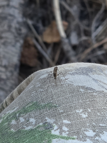 iNaturalist observation photo of Cold Weather Mosquito