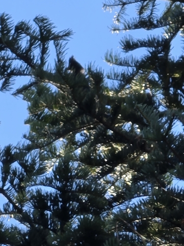 iNaturalist observation photo of Steller's Jay