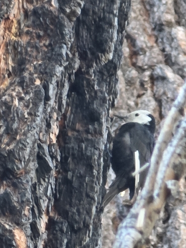 iNaturalist observation photo of White-headed Woodpecker