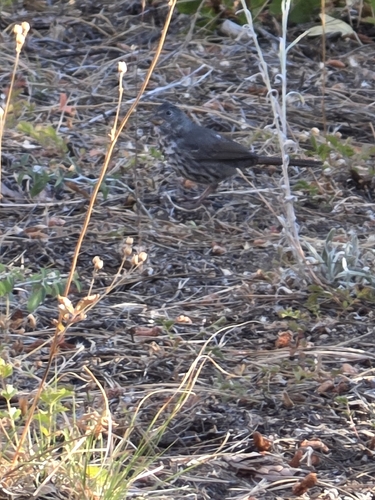 iNaturalist observation photo of Fox Sparrow