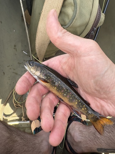 Brook Trout