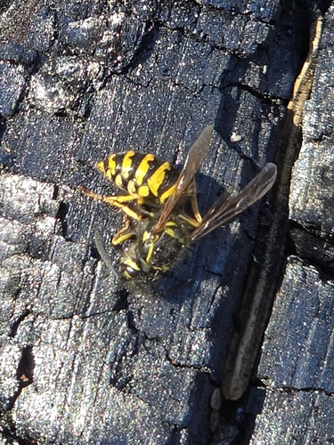 iNaturalist observation photo of American Yellowjacket