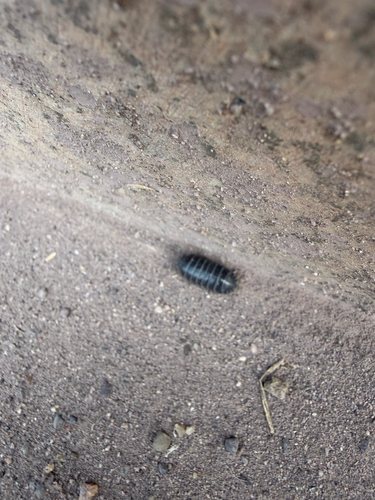 Common Pill Woodlouse