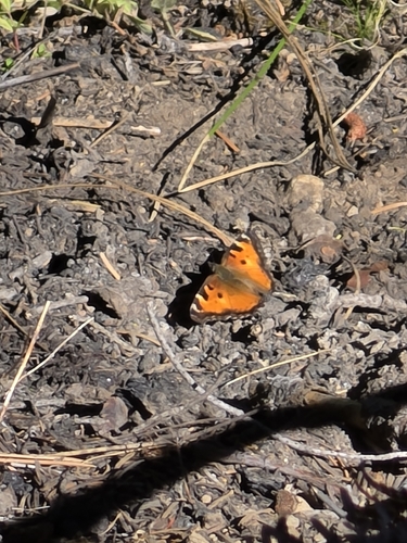iNaturalist observation photo of California Tortoiseshell