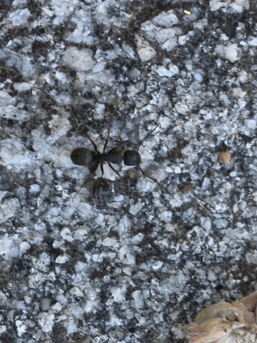 iNaturalist observation photo of Western Black Carpenter Ant