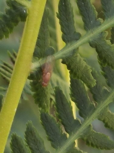 iNaturalist observation photo of Minettia flaveola