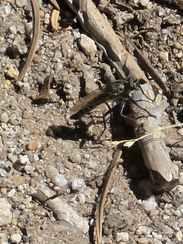 iNaturalist observation photo of Asilinae