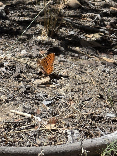 iNaturalist observation photo of Pacific Fritillary