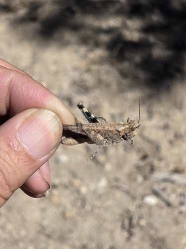 iNaturalist observation photo of Trimerotropis