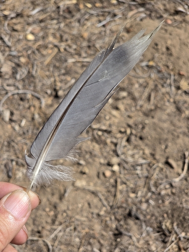 iNaturalist observation photo of Band-tailed Pigeon