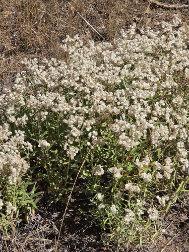 iNaturalist observation photo of pearly everlasting