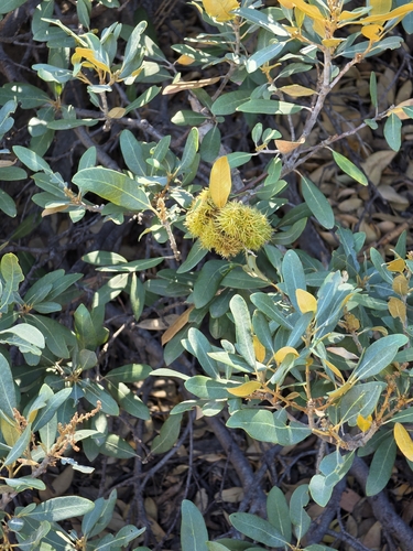 iNaturalist observation photo of bush chinquapin