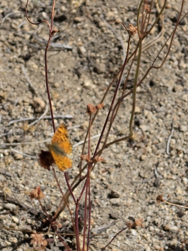 iNaturalist observation photo of Mylitta Crescent