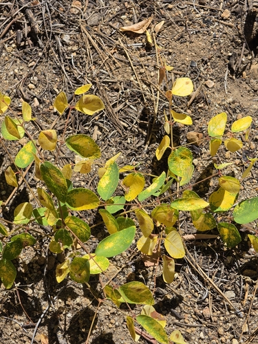 iNaturalist observation photo of spreading dogbane