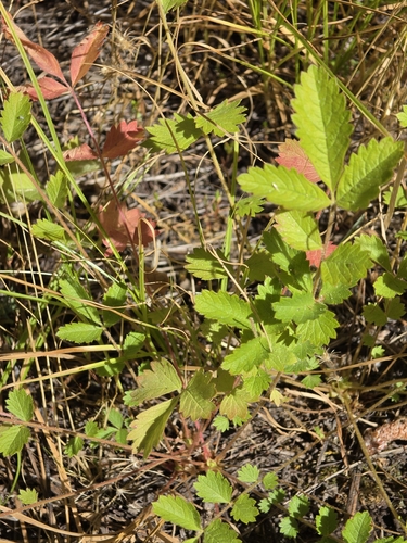 iNaturalist observation photo of woodbeauty