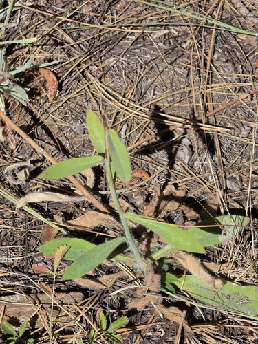 iNaturalist observation photo of white hawkweed