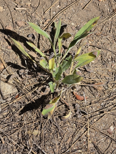 iNaturalist observation photo of Sierran stickseed