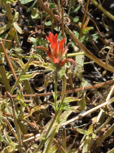 iNaturalist observation photo of wavyleaf paintbrush