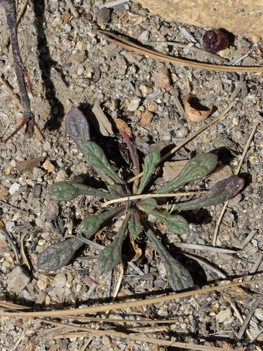 iNaturalist observation photo of One-seeded Pussypaws