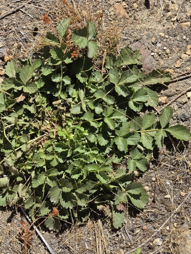 iNaturalist observation photo of woodbeauty