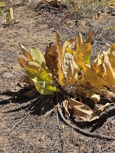 iNaturalist observation photo of woolly mule's ears
