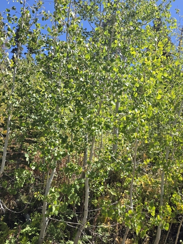 iNaturalist observation photo of quaking aspen