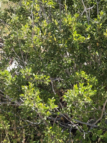iNaturalist observation photo of needs identification