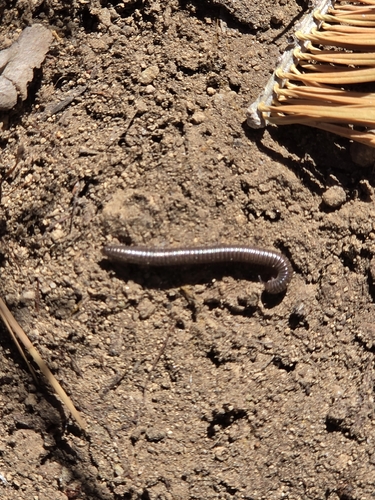 iNaturalist observation photo of Yosemite Millipede
