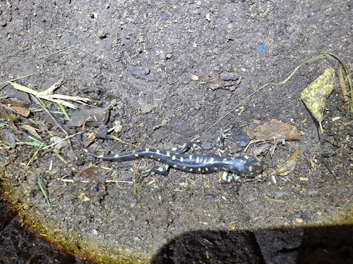 Western Tiger Salamander