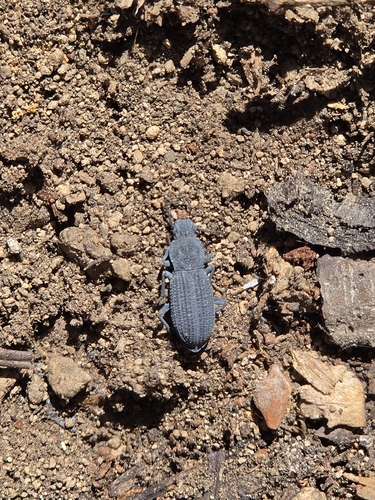 iNaturalist observation photo of Armored night-walker