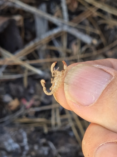 iNaturalist observation photo of Devil Scorpions