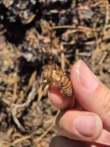 iNaturalist observation photo of Tibicinina