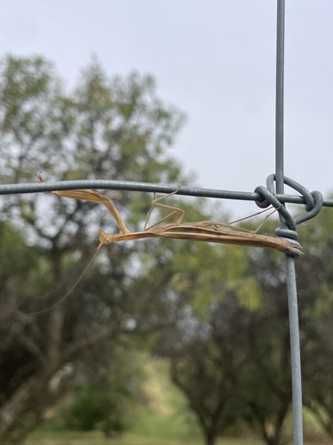 European Mantis