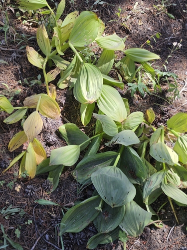 iNaturalist observation photo of Corn Lily