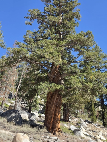 iNaturalist observation photo of Sierra juniper