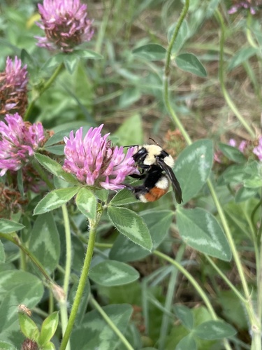 Hunt's Bumble Bee