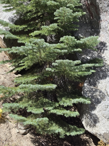 iNaturalist observation photo of red fir