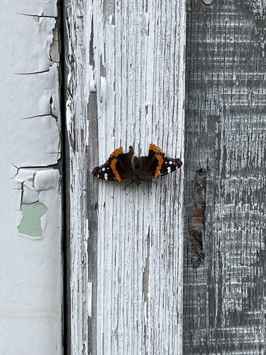Red Admiral