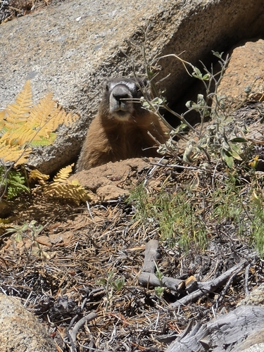 iNaturalist observation photo of Yellow-bellied Marmot